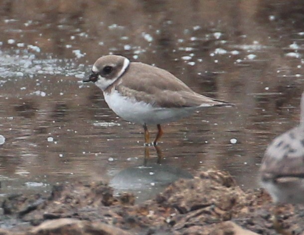 Semipalmated Plover - ML114275551