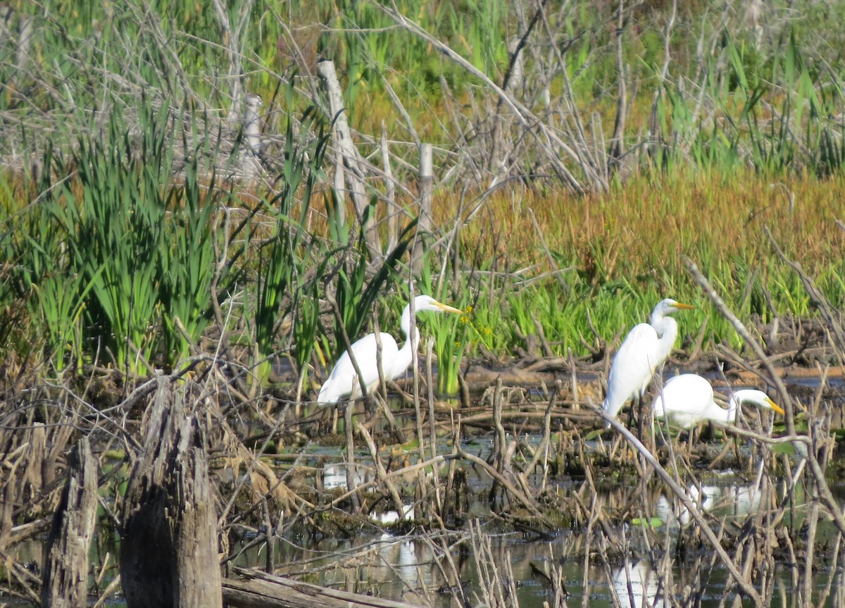 Great Egret - Jerry Smith