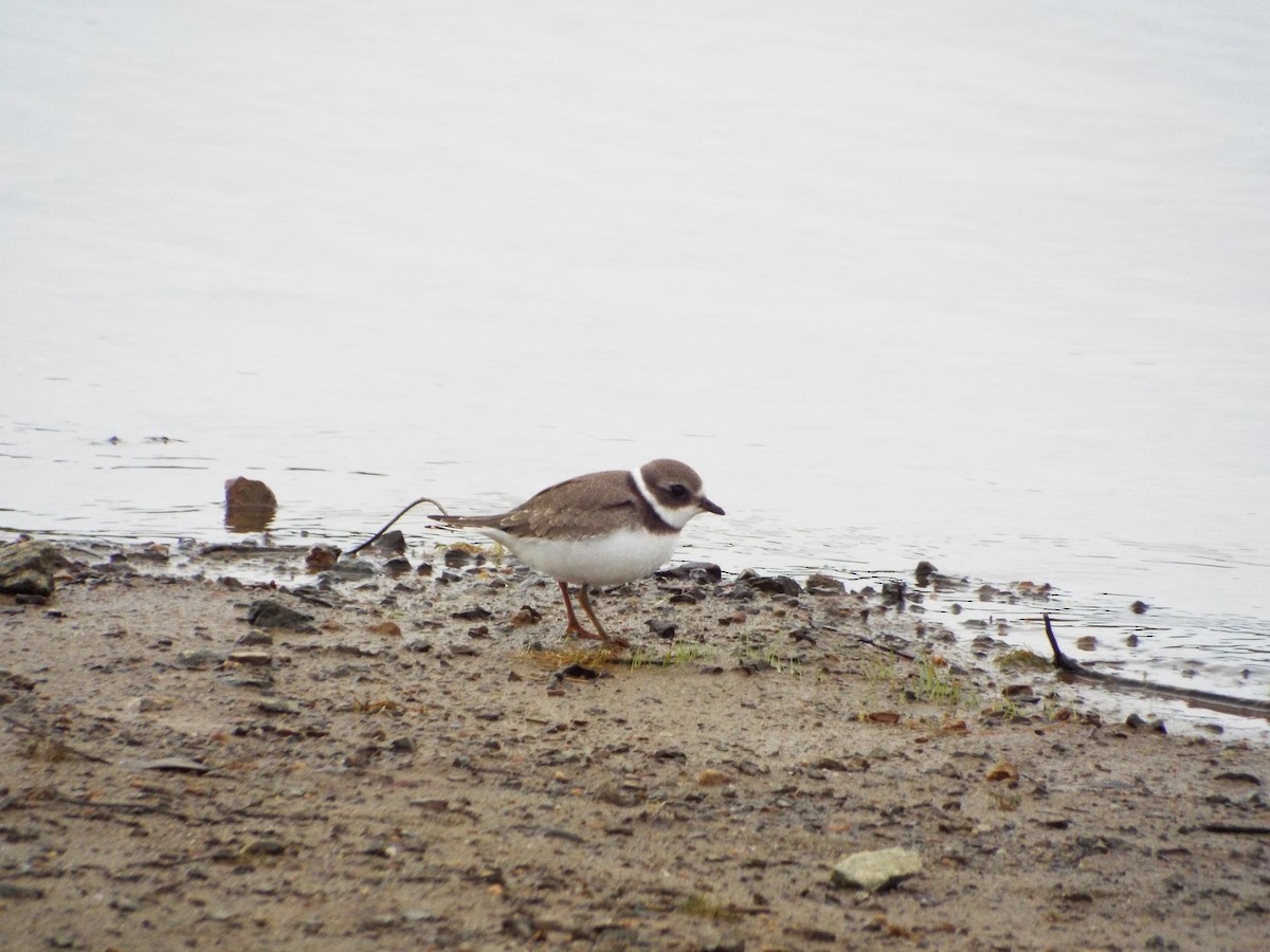 Semipalmated Plover - ML114276461