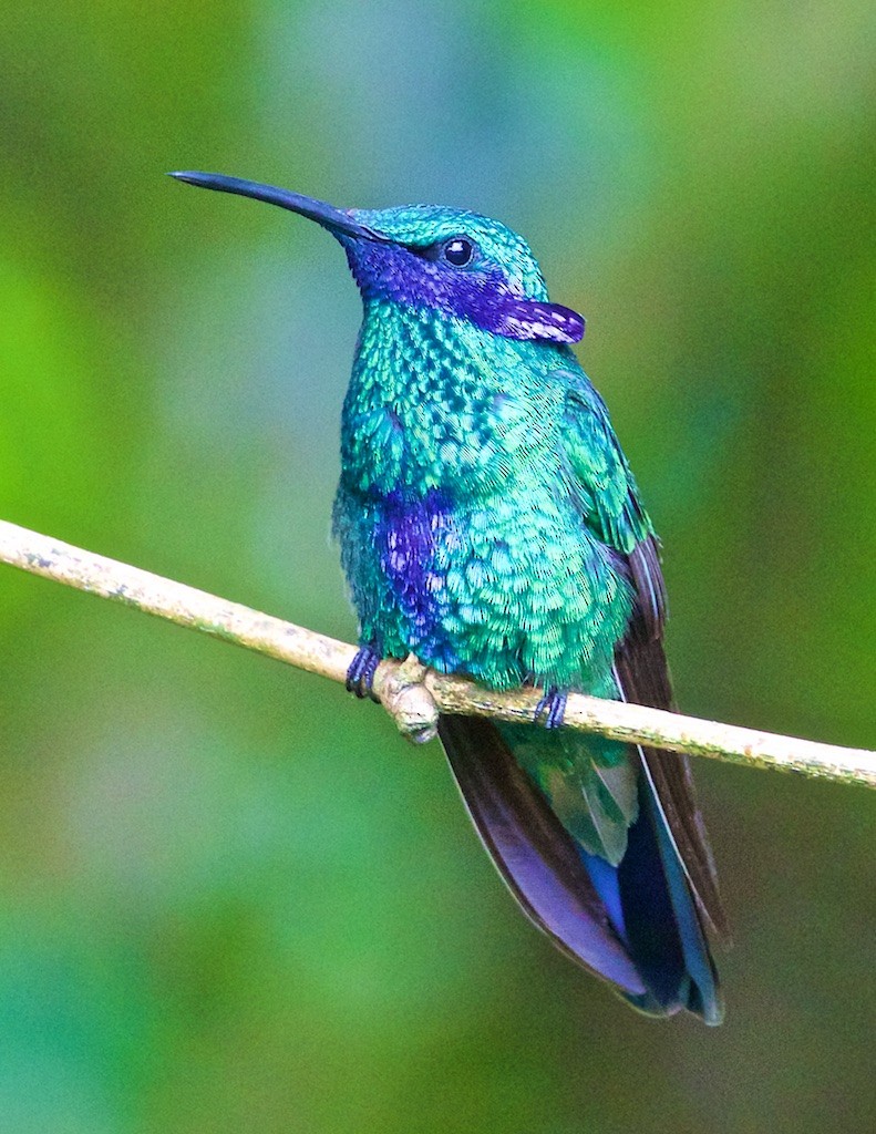 Sparkling Violetear - Ed Harper