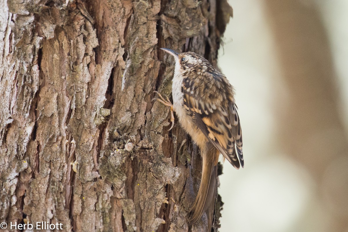 Brown Creeper - ML114277261