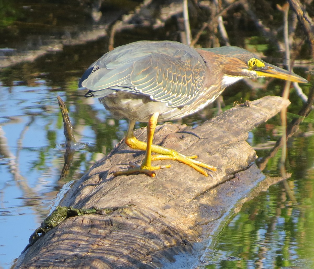 Green Heron - Jerry Smith