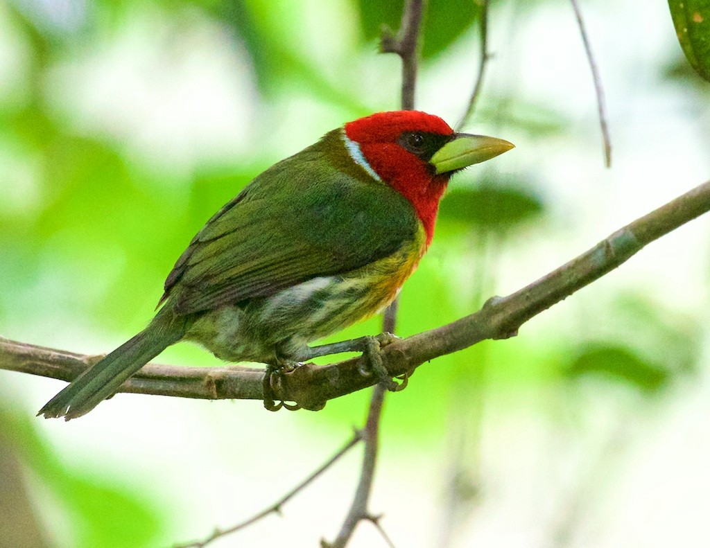 Red-headed Barbet - ML114277531