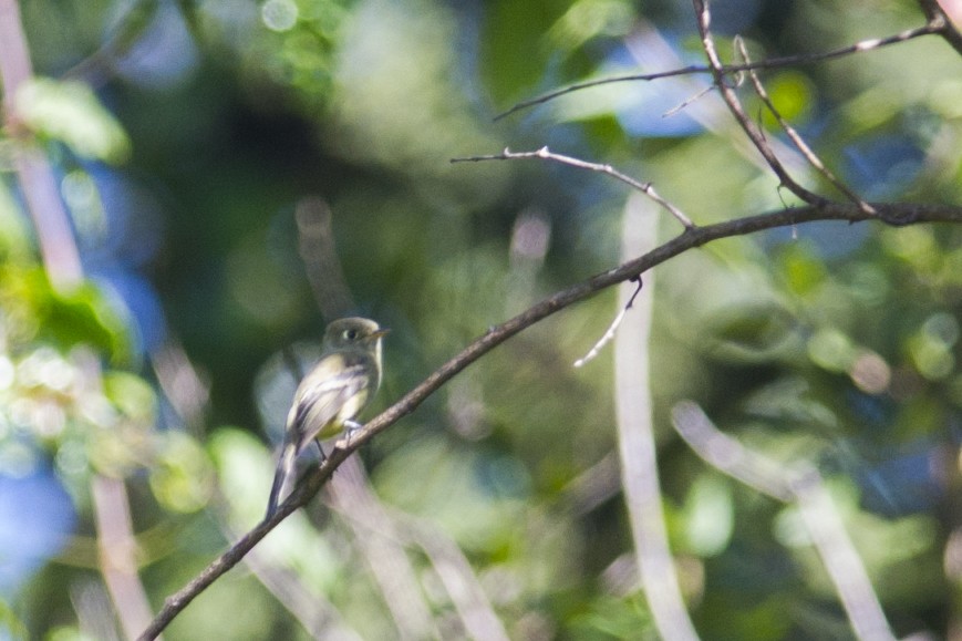 Pine Flycatcher - ML114278011