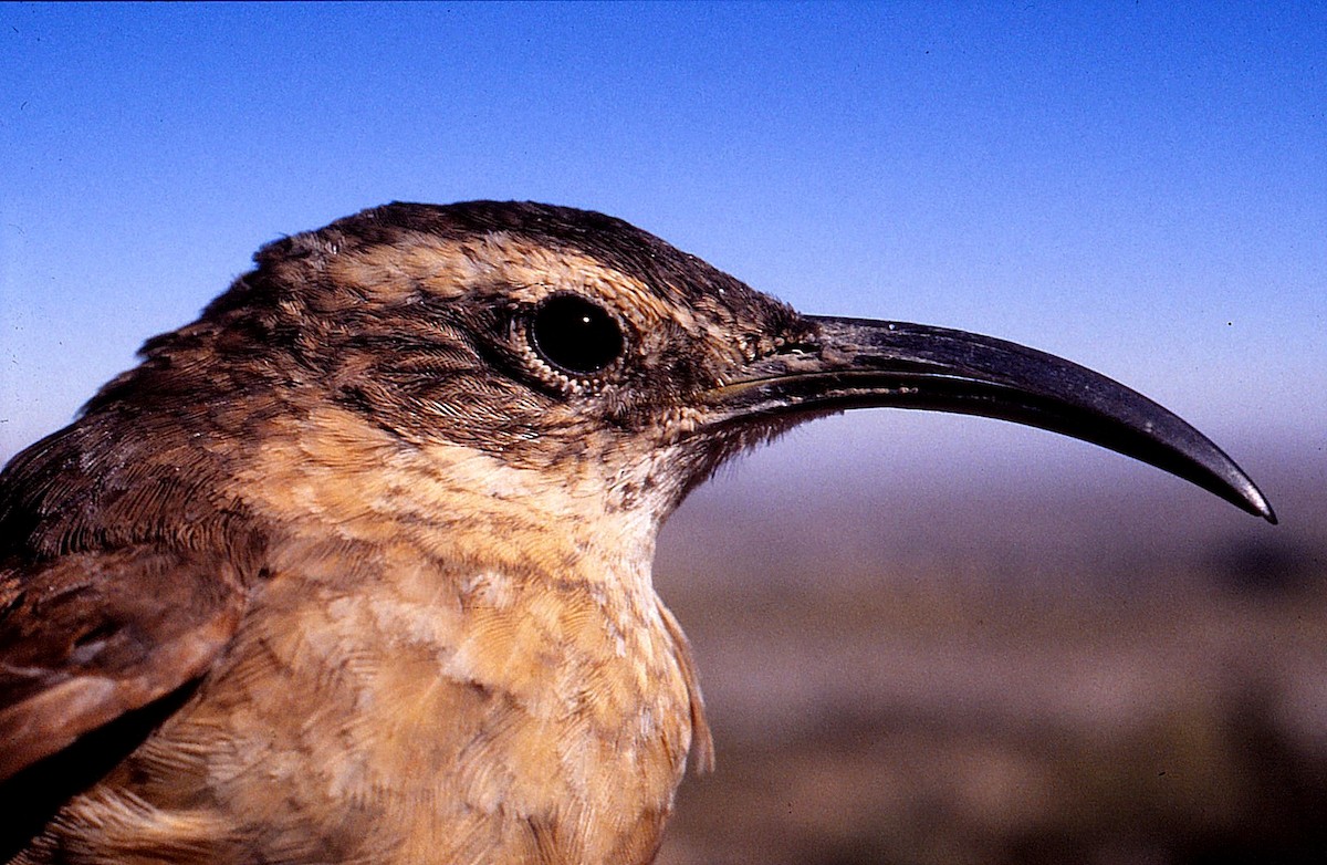 White-throated Earthcreeper - ML114279221