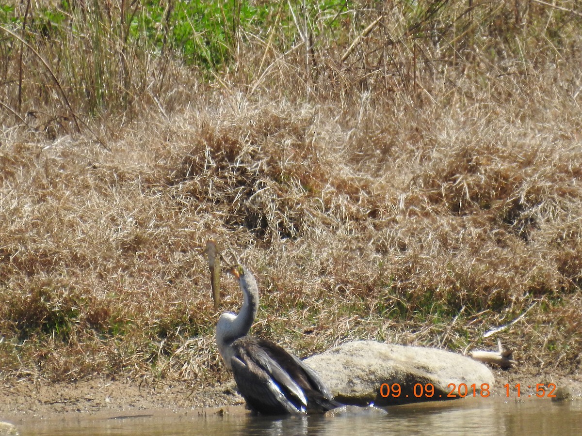 Anhinga d'Australie - ML114284131