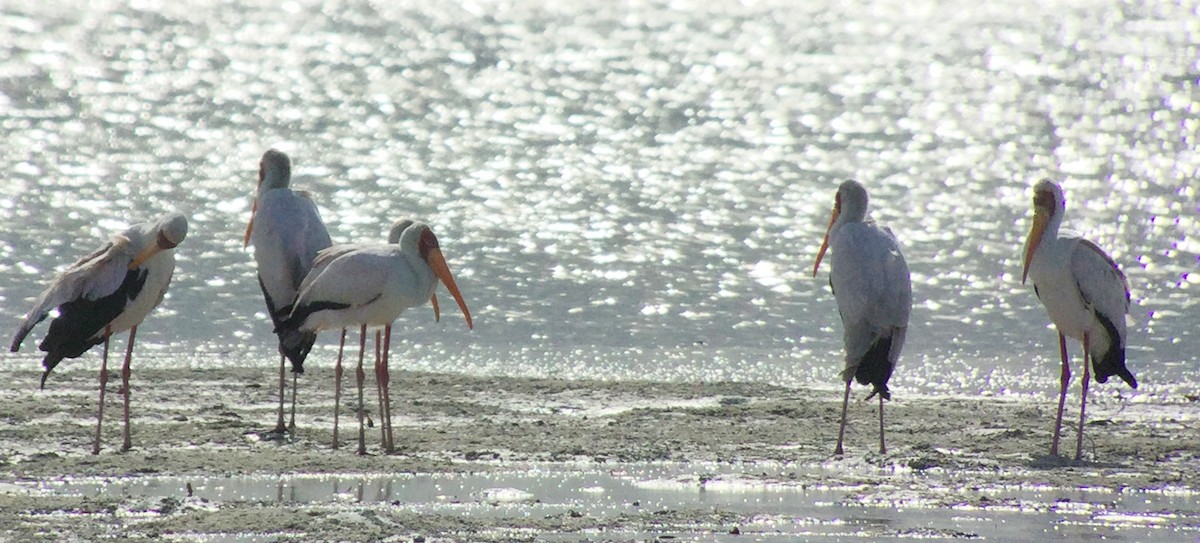 Yellow-billed Stork - Rick Jacobsen