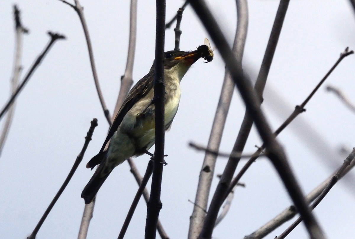 Olive-sided Flycatcher - Tom Long