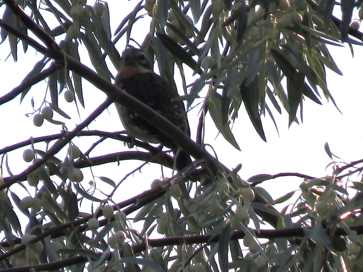 Rose-breasted Grosbeak - ML114287901