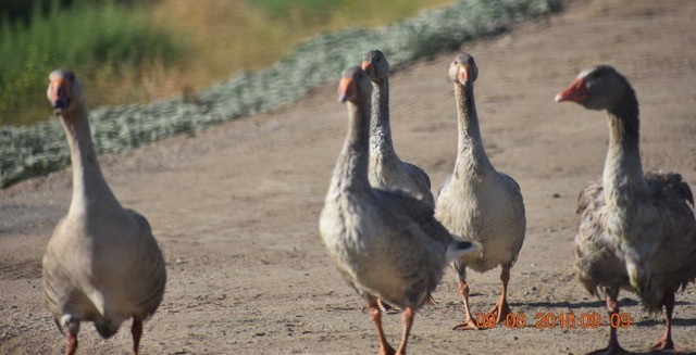 Graylag Goose (Domestic type) - ML114288921