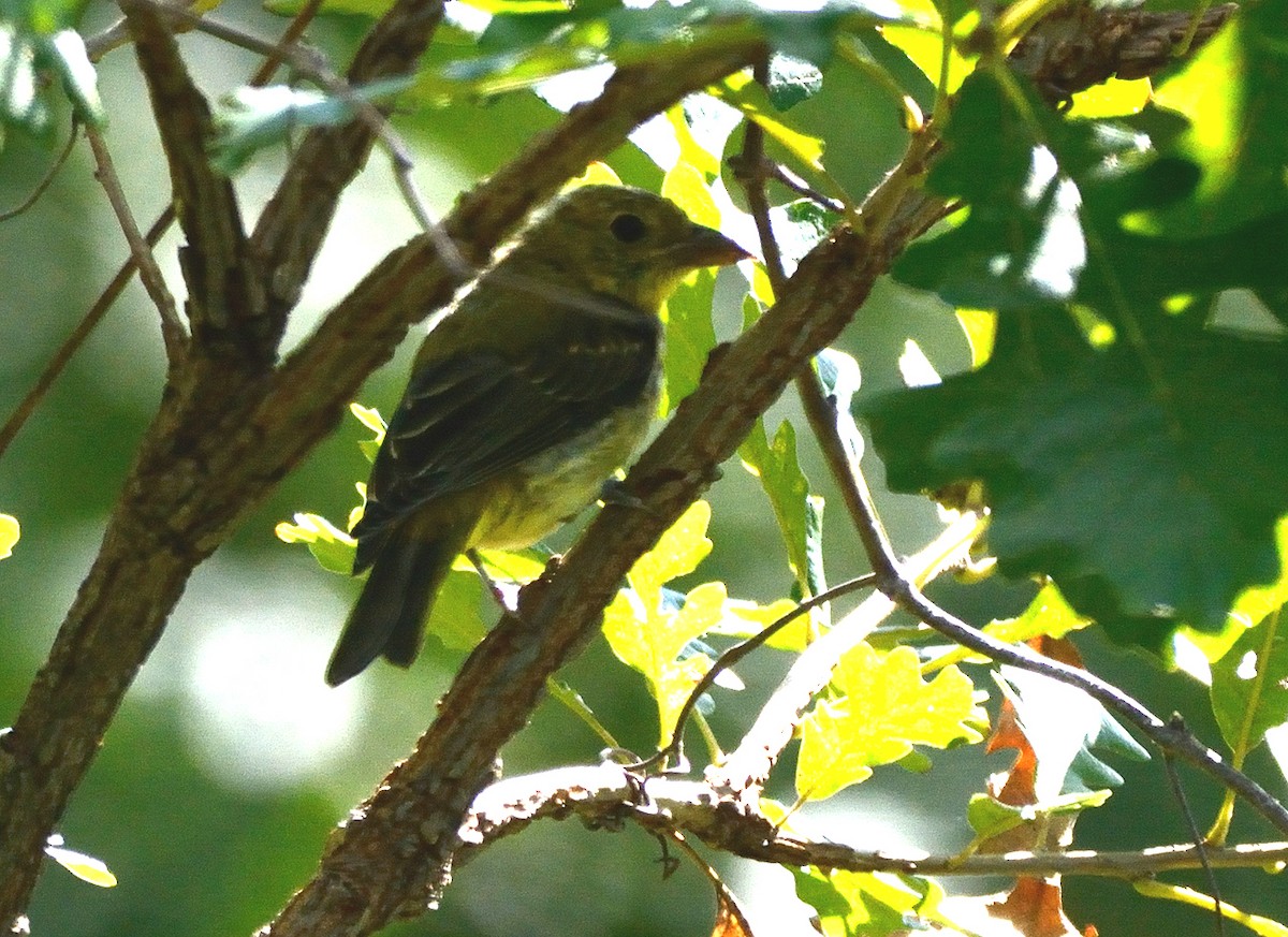 Scarlet Tanager - ML114288981