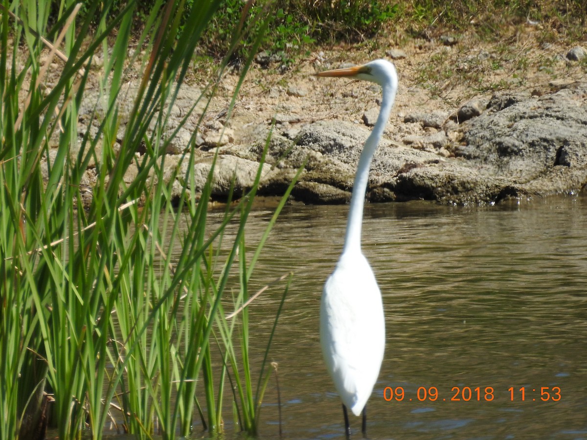 Grande Aigrette (modesta) - ML114290291