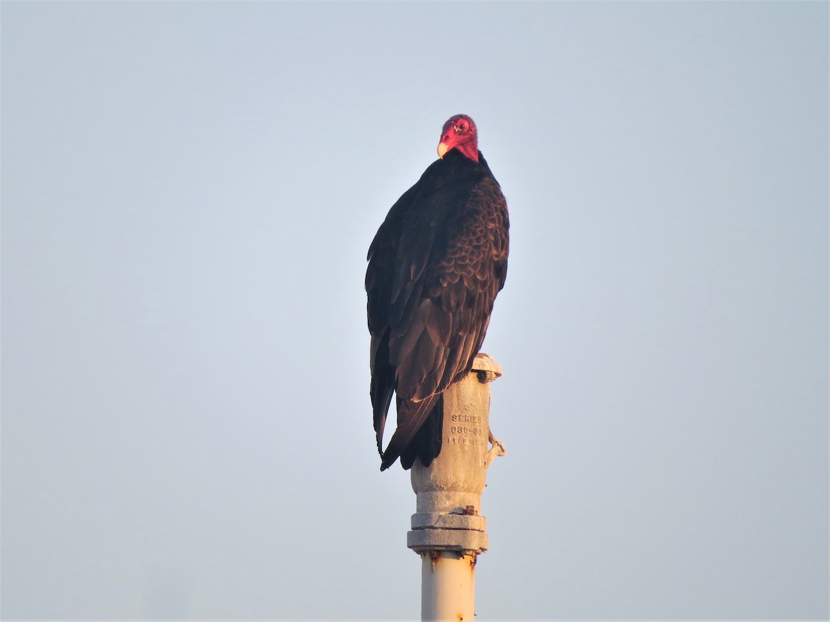 Turkey Vulture - ML114290611