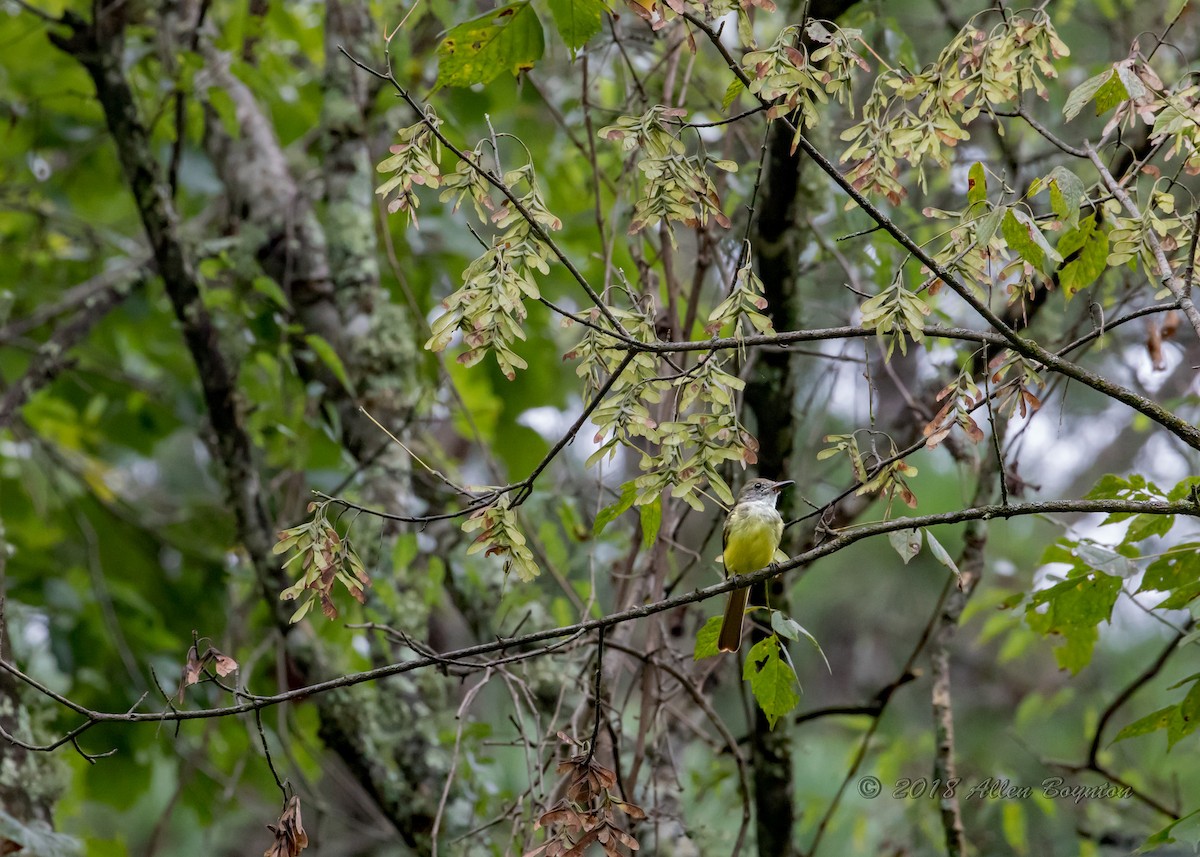 Great Crested Flycatcher - ML114292681