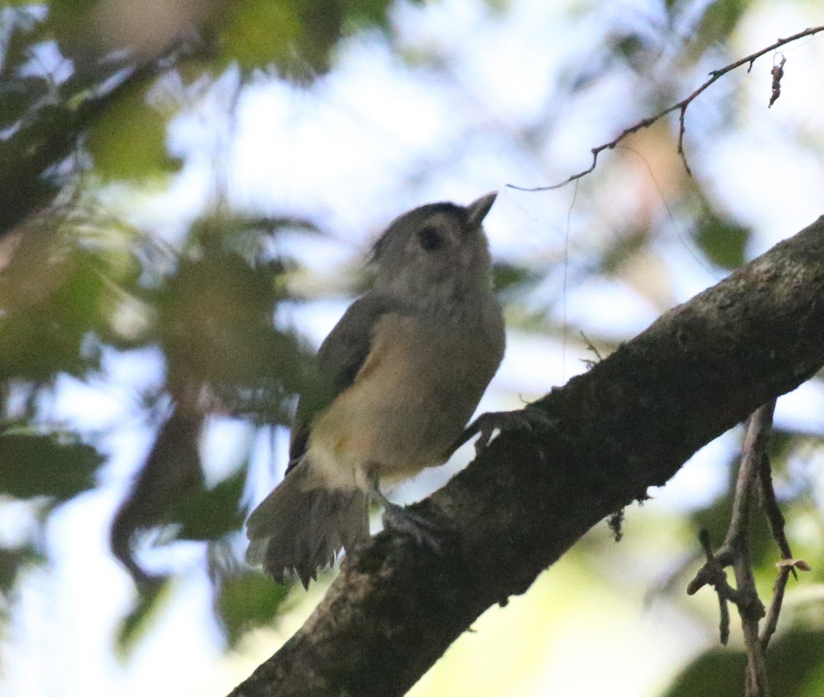 Tufted Titmouse - ML114293201