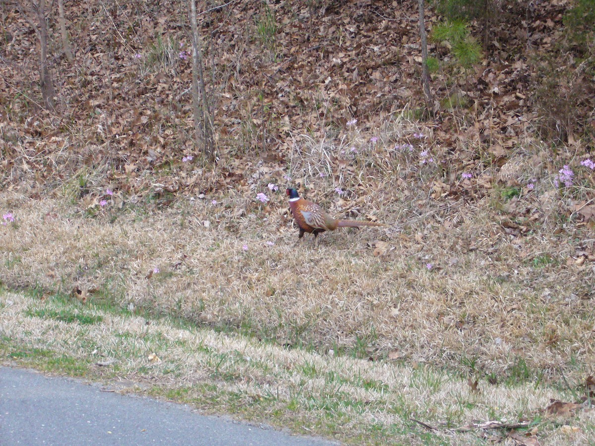 פסיון מצוי - ML114293961