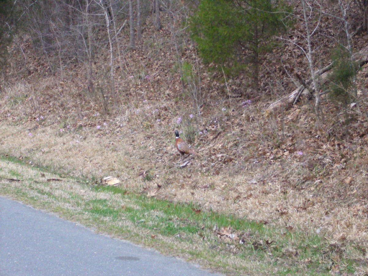 פסיון מצוי - ML114293971