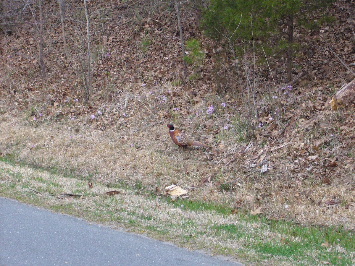 פסיון מצוי - ML114293981