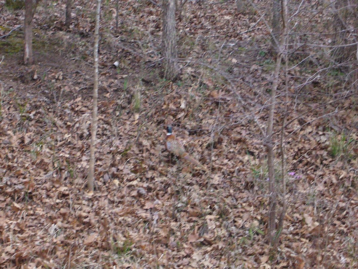 פסיון מצוי - ML114294031