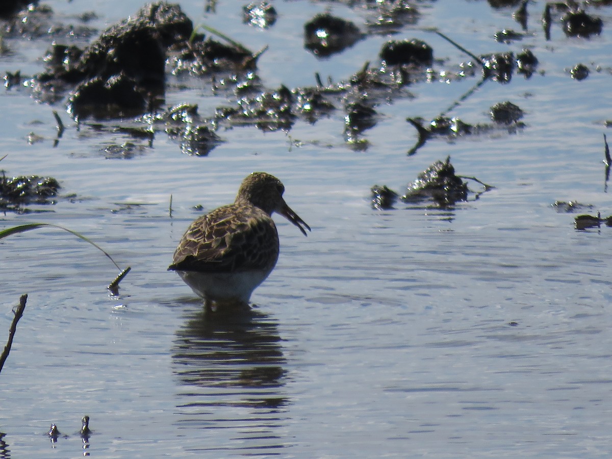 Stilt Sandpiper - John O'Donnell