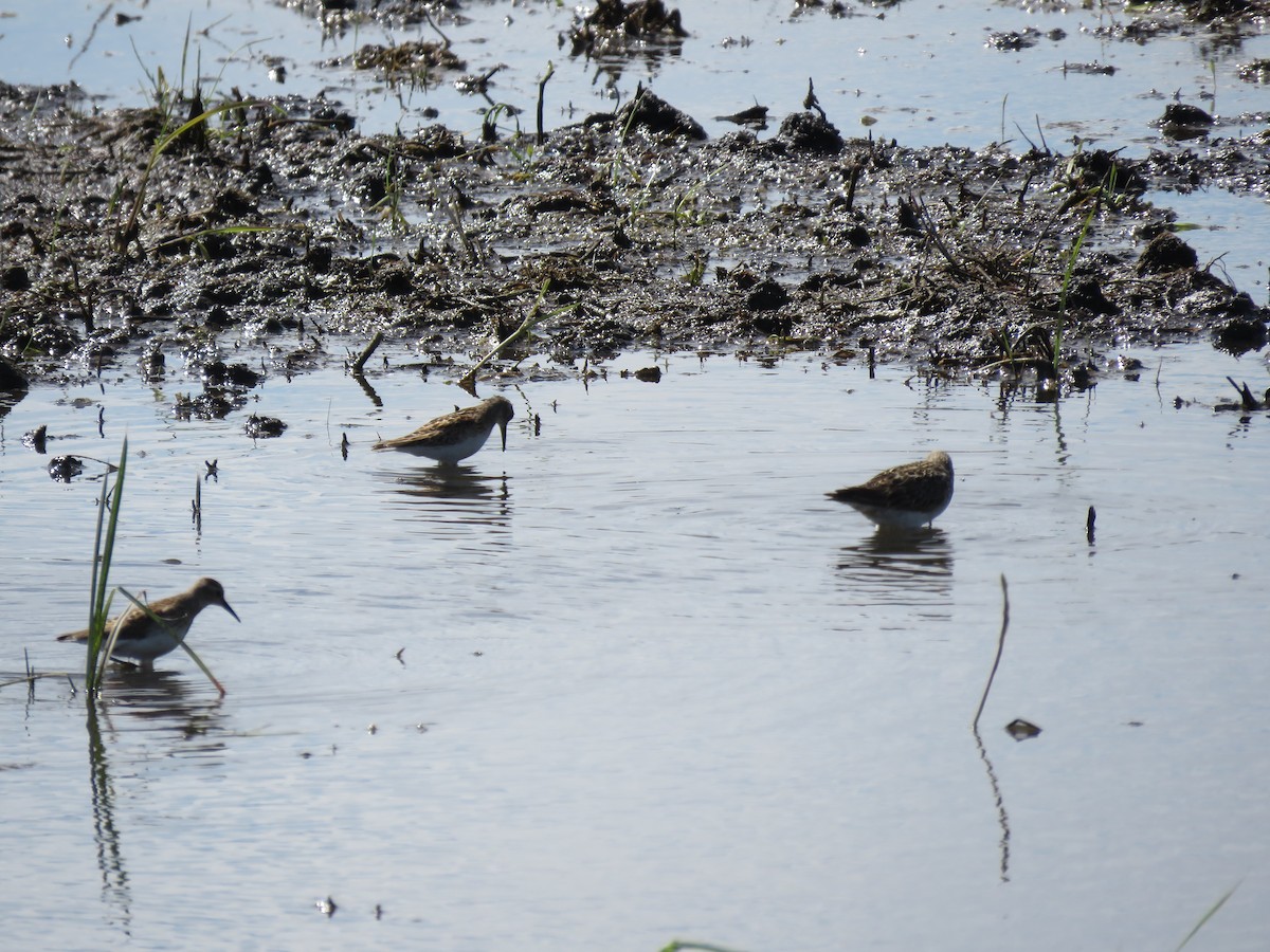 Stilt Sandpiper - John O'Donnell