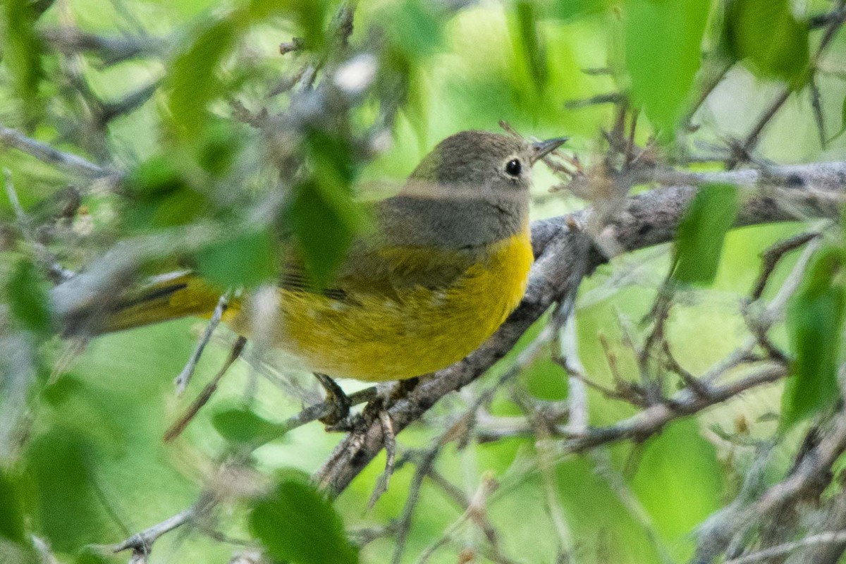 Nashville Warbler - ML114295951