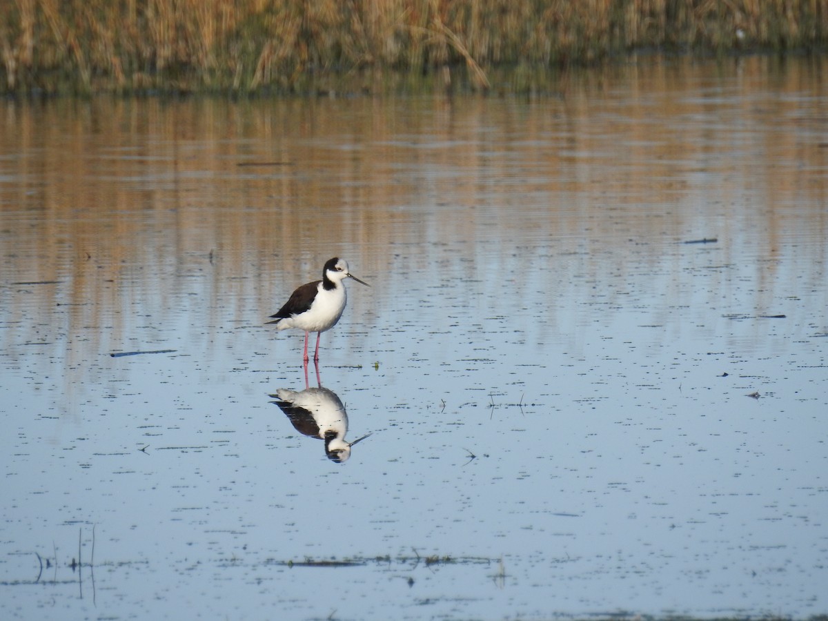 Black-necked Stilt - COA LOBERIA