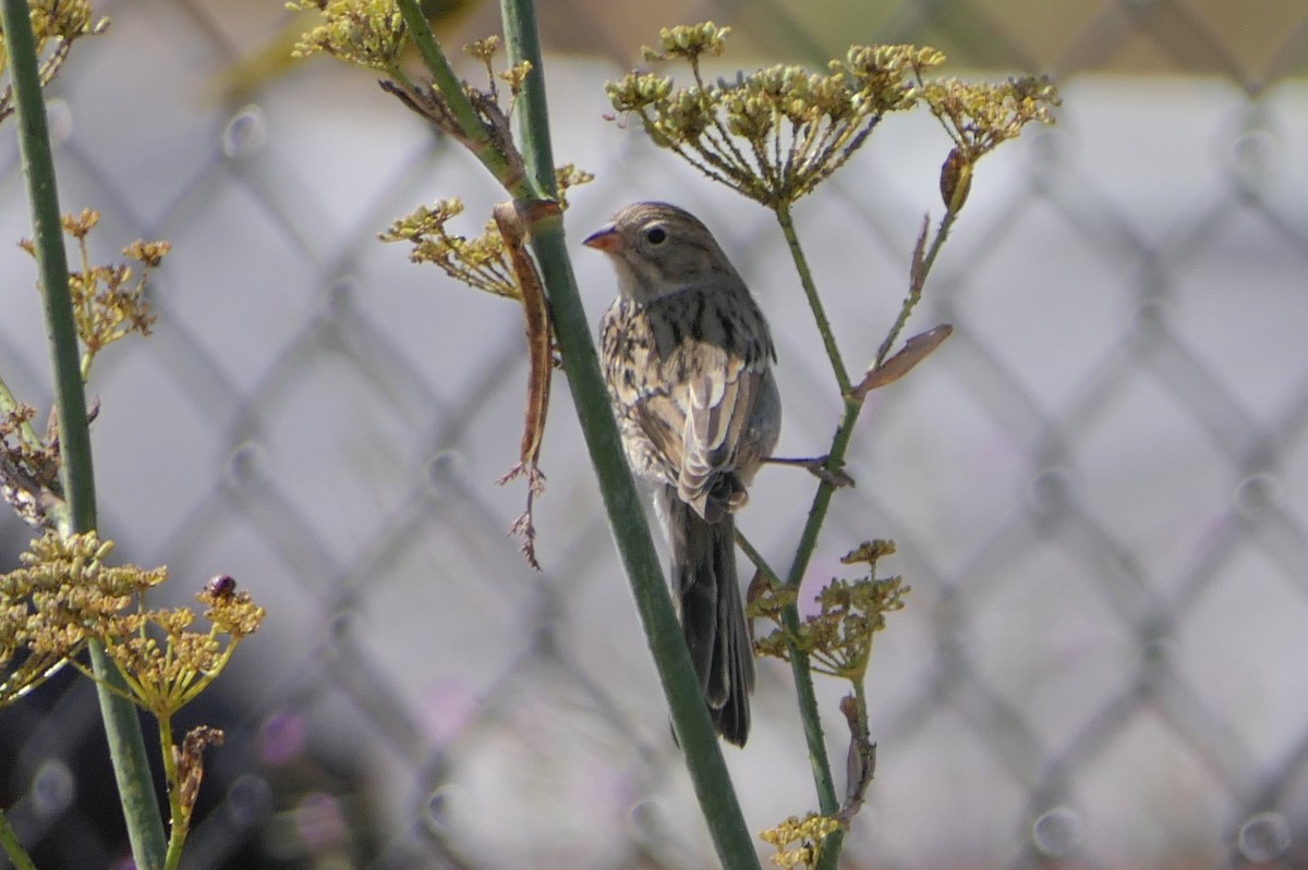 Clay-colored Sparrow - ML114298121