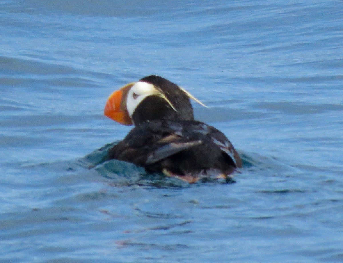 Tufted Puffin - Don Glasco