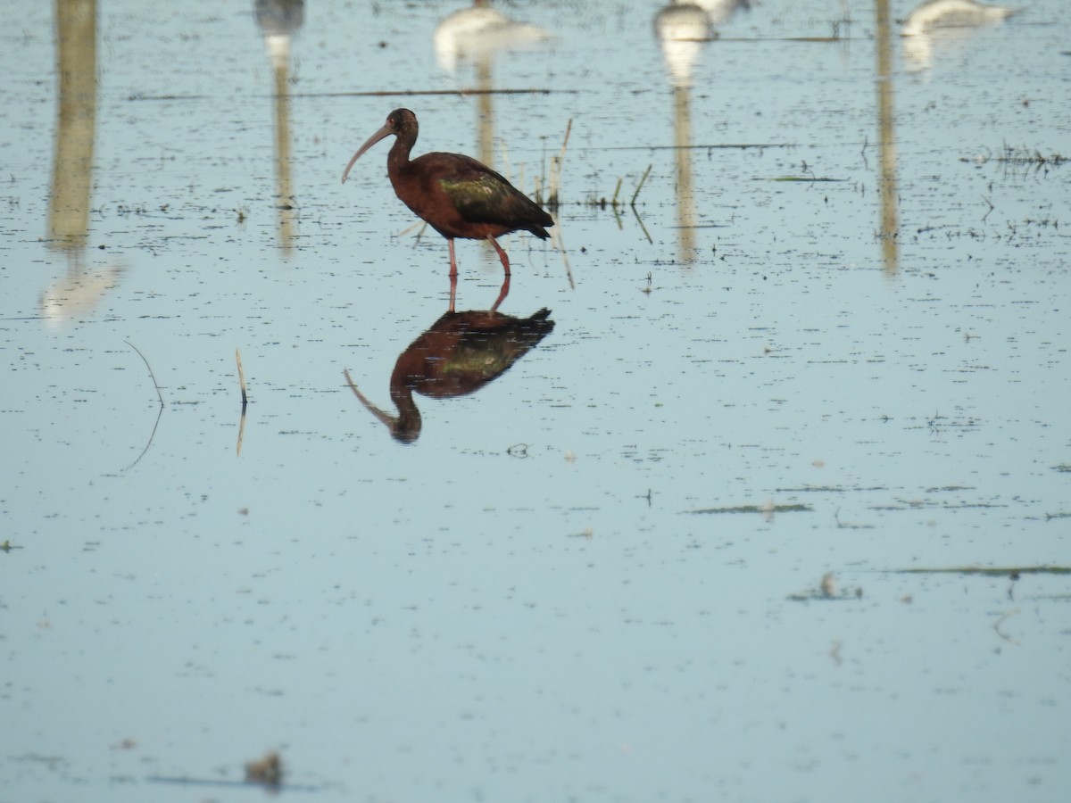 White-faced Ibis - ML114298441