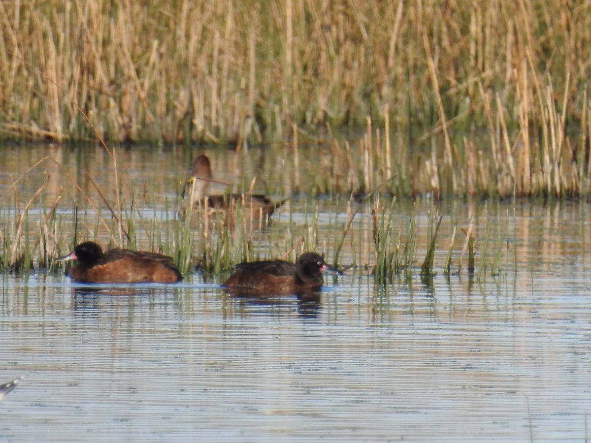 Black-headed Duck - ML114298561