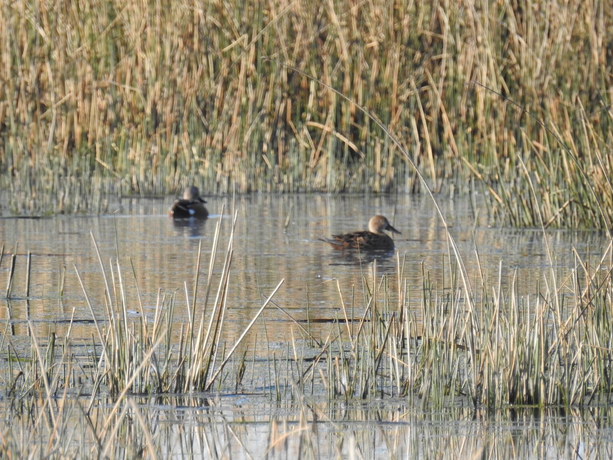 Red Shoveler - COA LOBERIA