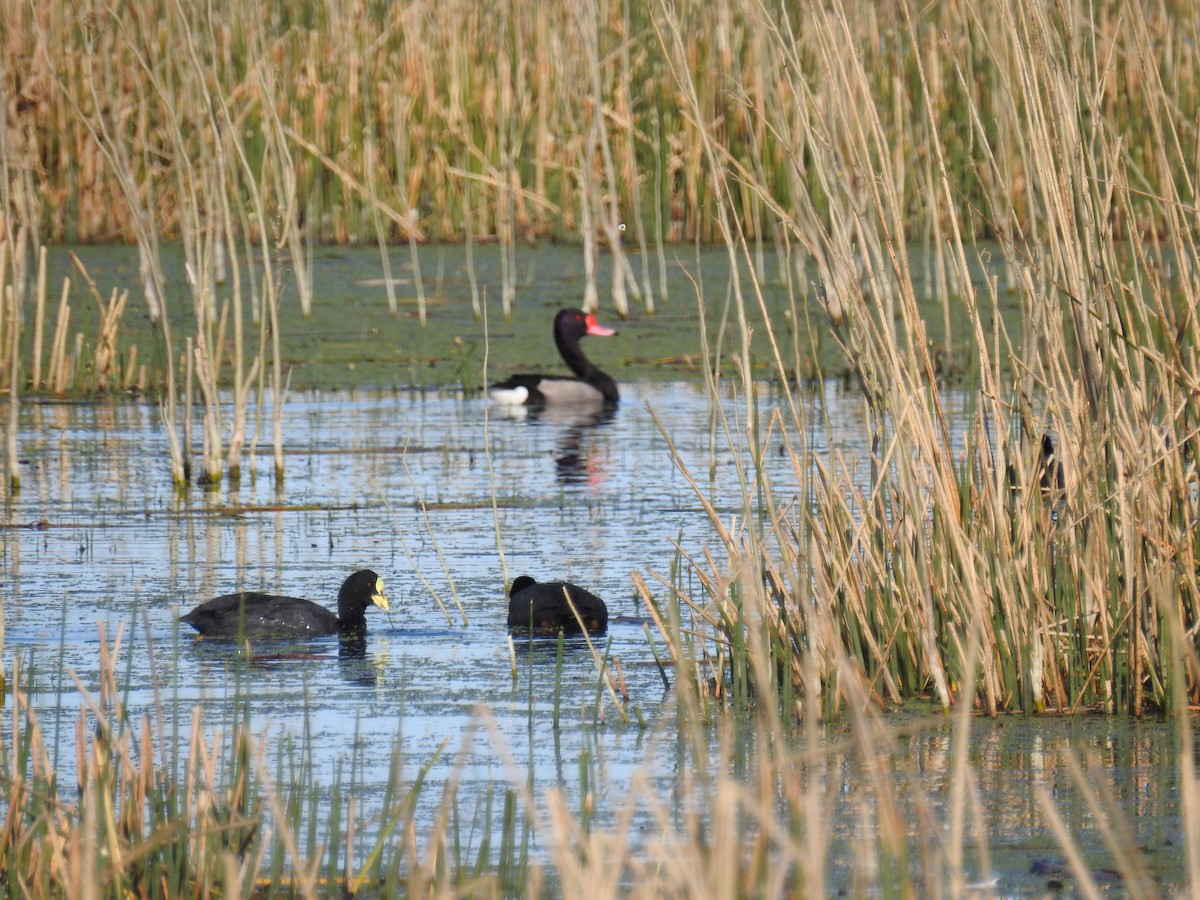 Rosy-billed Pochard - ML114299731