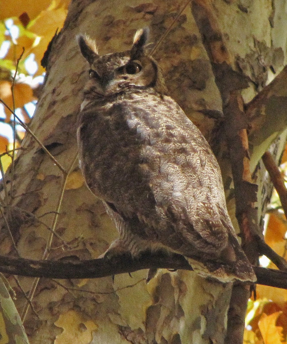 Lesser Horned Owl - ML114300741
