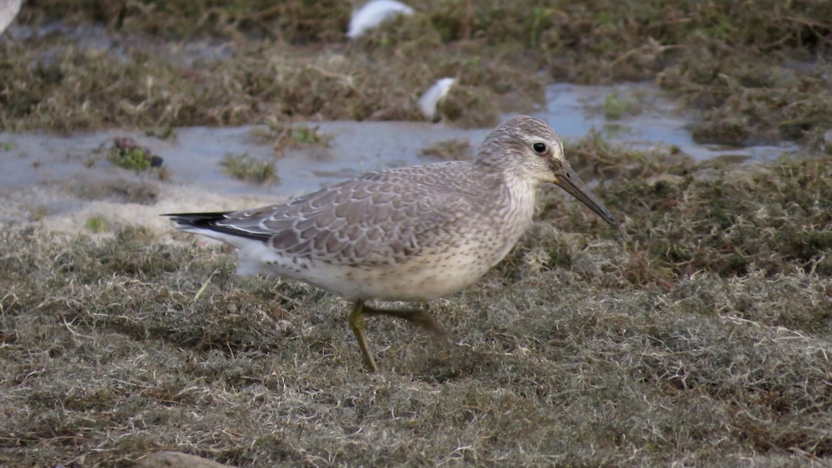 Red Knot - Dan J. MacNeal