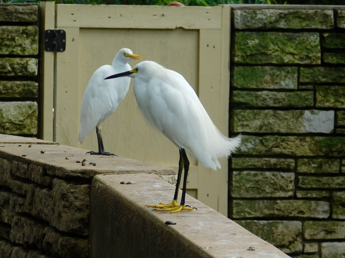 Snowy Egret - ML114301361