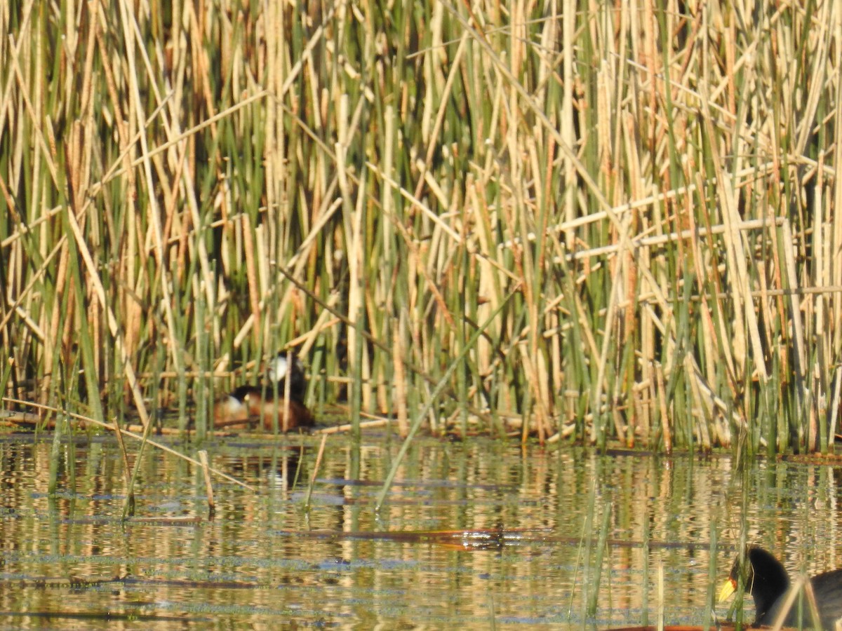 White-tufted Grebe - ML114301381