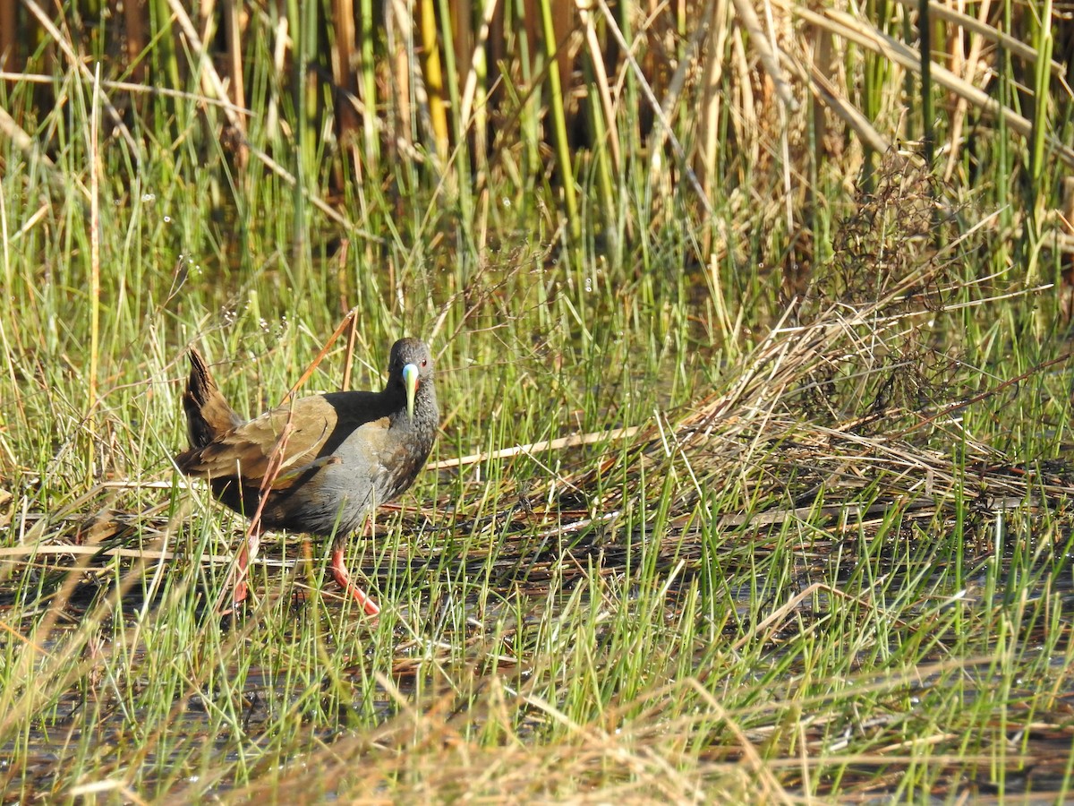 Plumbeous Rail - ML114301411