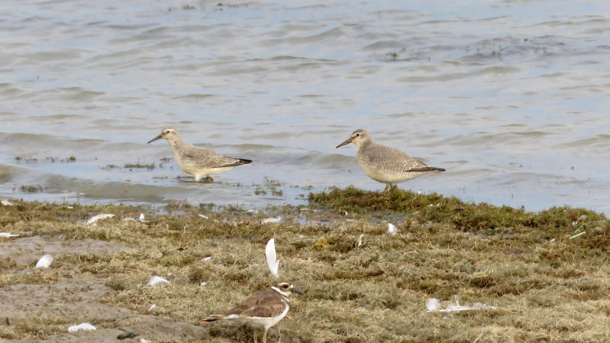 Red Knot - Dan J. MacNeal