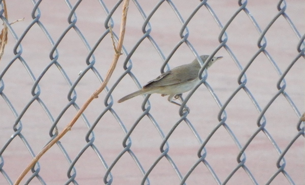 Eastern/Western Olivaceous Warbler - ML114302721