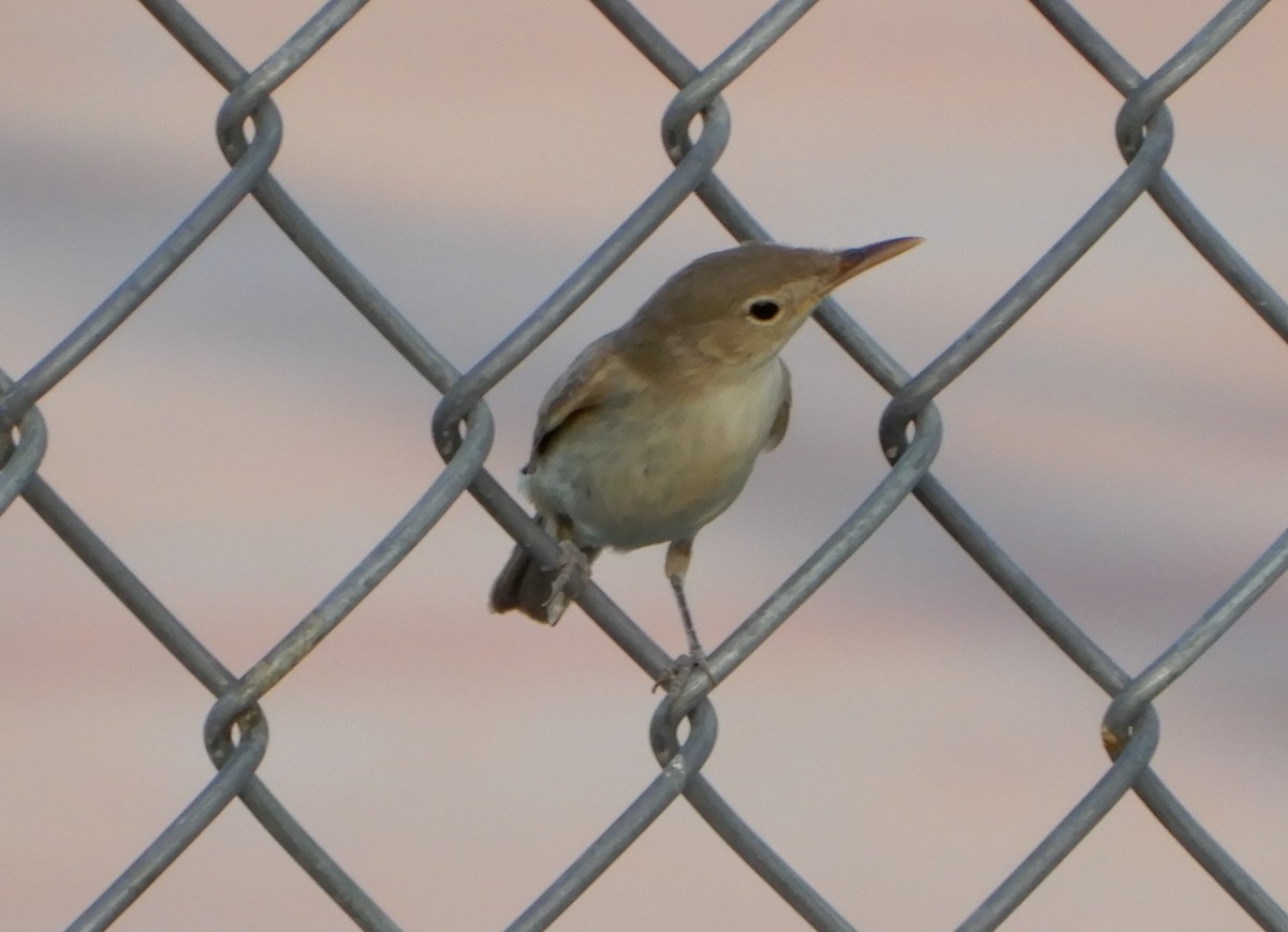 Eastern/Western Olivaceous Warbler - ML114302761