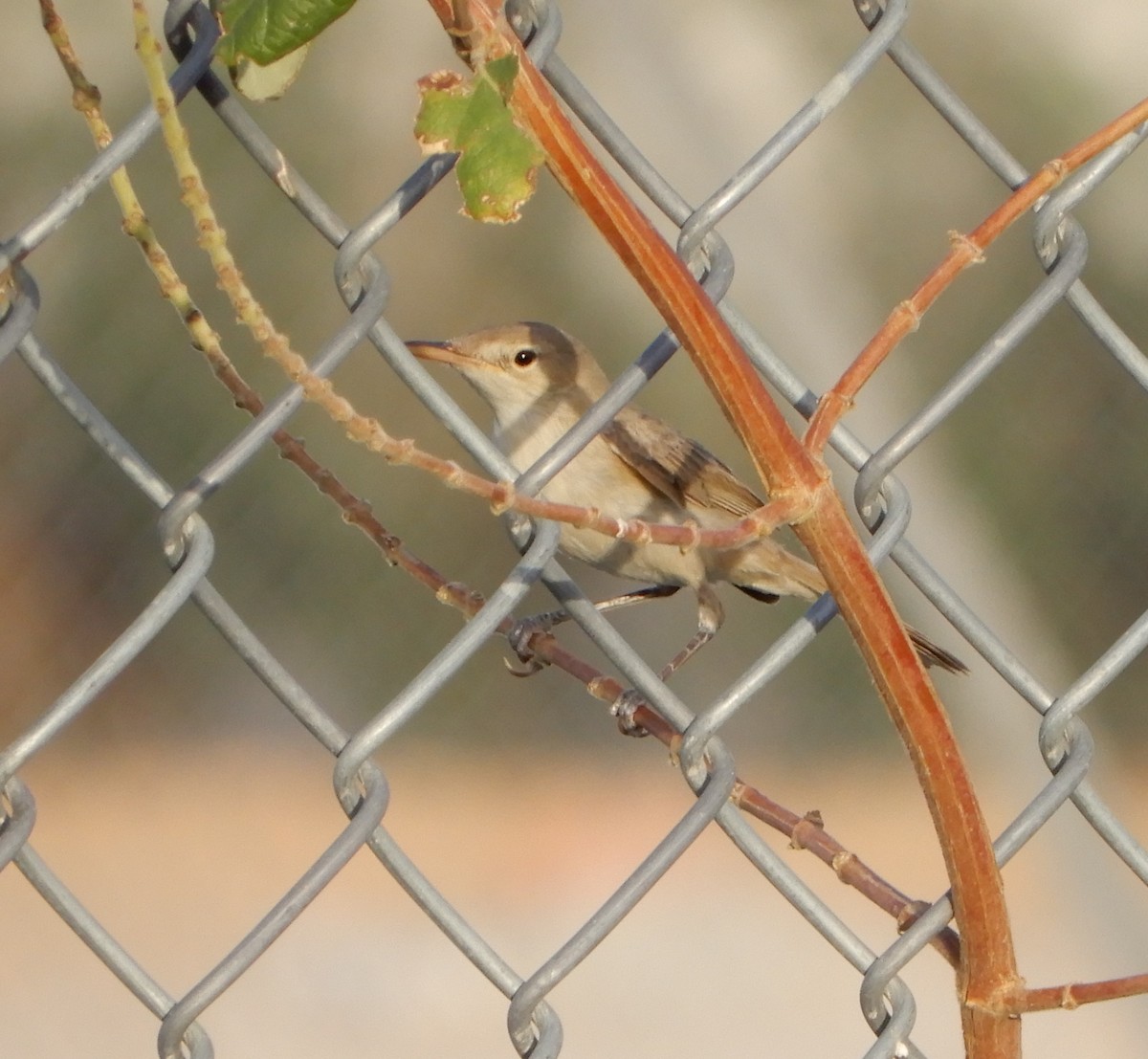 Eastern/Western Olivaceous Warbler - ML114302841