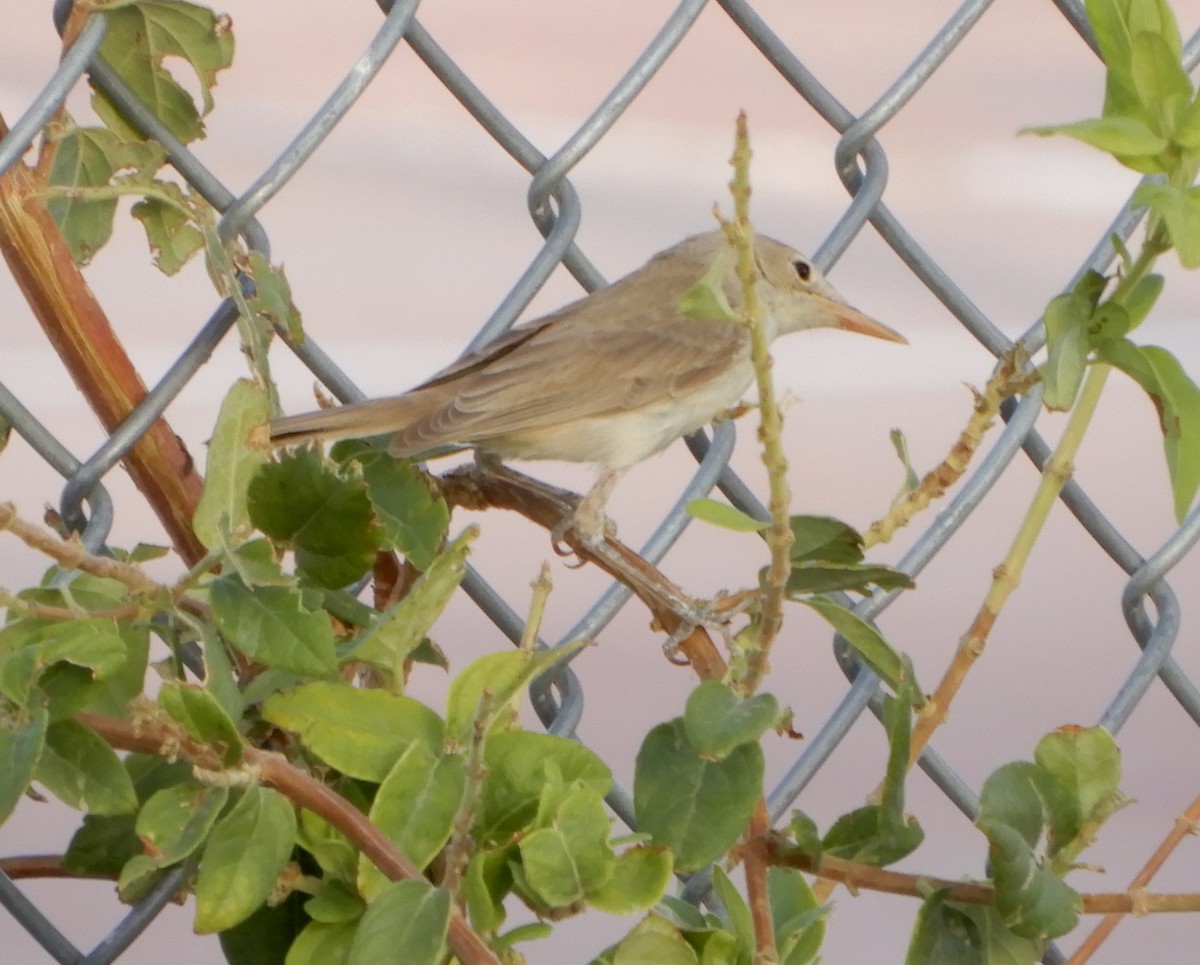 Eastern/Western Olivaceous Warbler - ML114302921