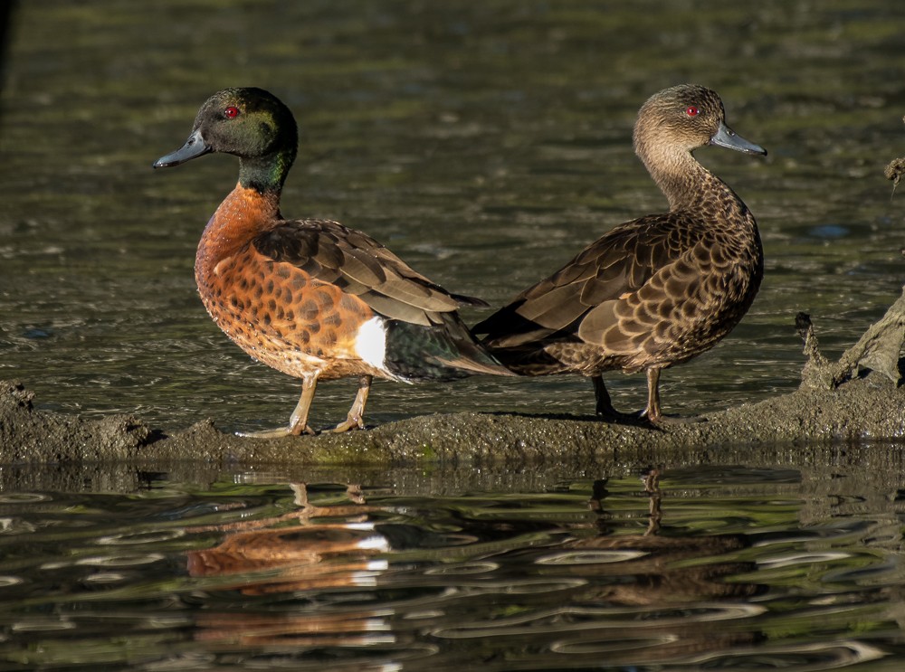 Chestnut Teal - Matteo Grilli