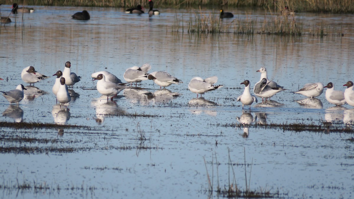 Brown-hooded Gull - ML114303221