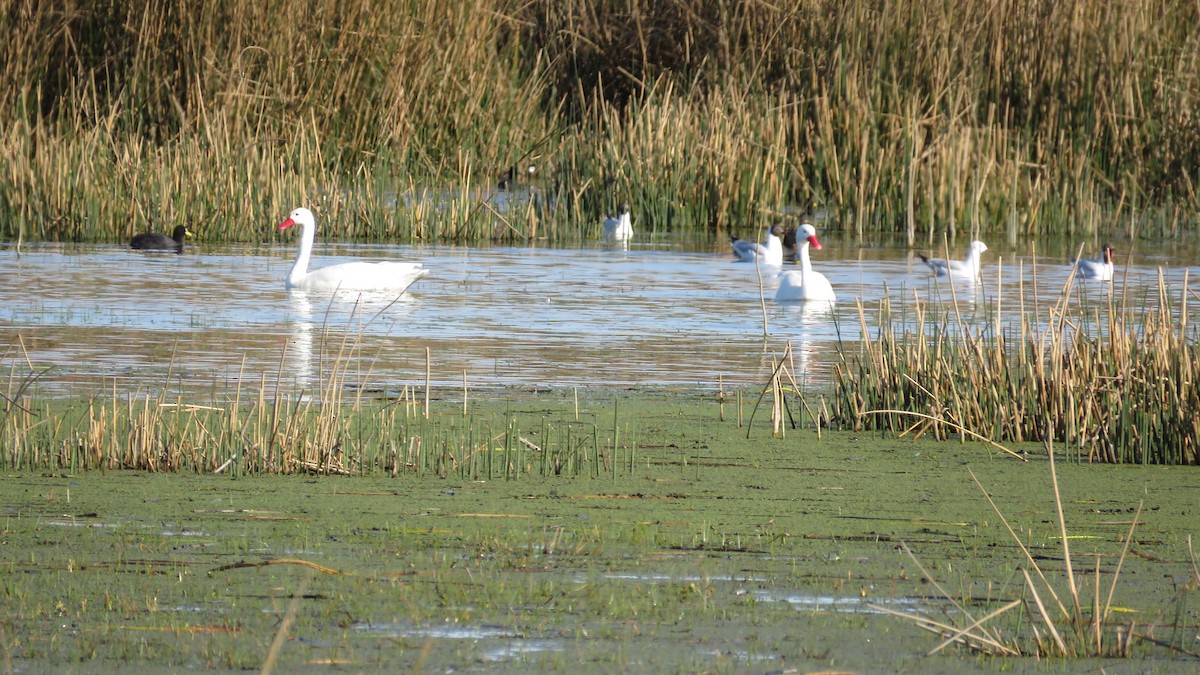 Coscoroba Swan - ML114303601