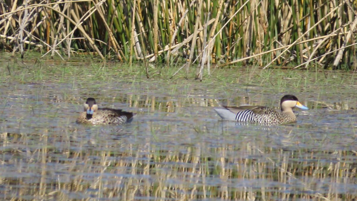 Silver Teal - COA LOBERIA