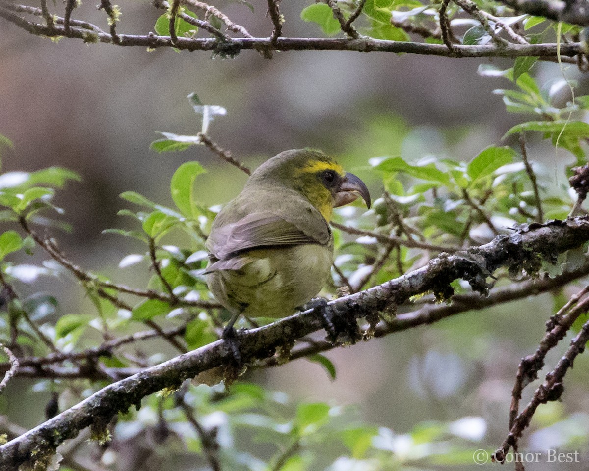 Maui Parrotbill - ML114304181