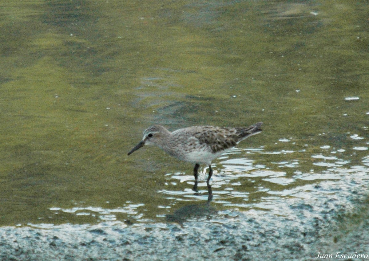 Weißbürzel-Strandläufer - ML114308481