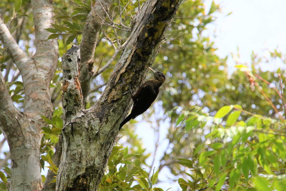 Okinawa Woodpecker - Kuang-Ping Yu